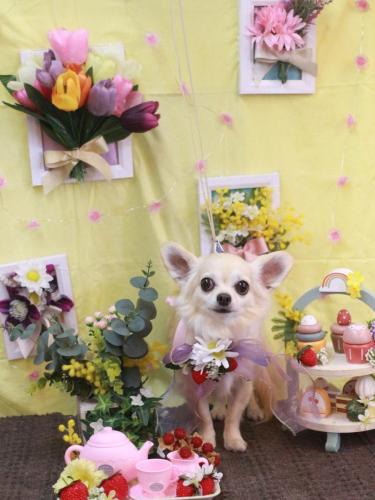 20230316ミルクちゃん